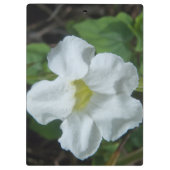 フィジーで白い熱帯の花が見つかる クリップボード (裏面)