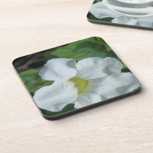 フィジーで白い熱帯の花が見つかる コースター (左側)