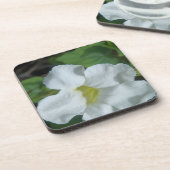 フィジーで白い熱帯の花が見つかる コースター (左側)