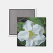 フィジーで白い熱帯の花が見つかる マグネット (正面/裏面)