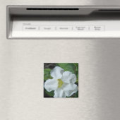 フィジーで白い熱帯の花が見つかる マグネット (インサイチュ (食洗機))