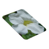 フィジーで白い熱帯の花が見つかる マグネット (右側)