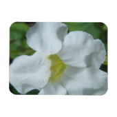 フィジーで白い熱帯の花が見つかる マグネット (横)