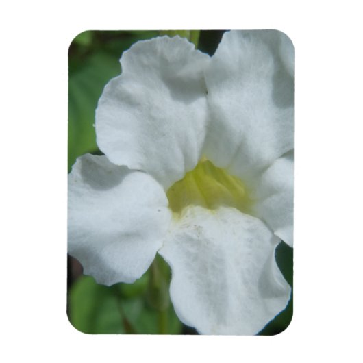 フィジーで白い熱帯の花が見つかる マグネット (縦)