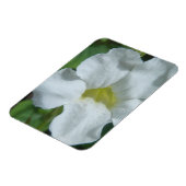 フィジーで白い熱帯の花が見つかる マグネット (左側)