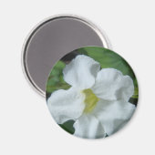 フィジーで白い熱帯の花が見つかる マグネット (正面/裏面)