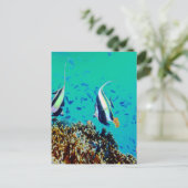 フィジーの魚はがき ポストカード (スタンド正面)