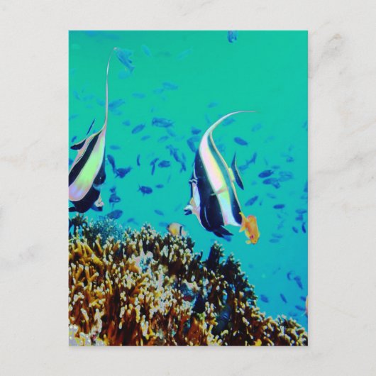 フィジーの魚はがき ポストカード (正面)