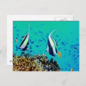 フィジーの魚はがき ポストカード (正面/裏面)