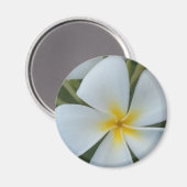 フィジー産の白い熱帯プルメリアの花 マグネット (正面/裏面)