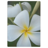 フィジー産の白い熱帯花 クリップボード (裏面)