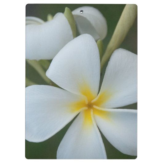 フィジー産の白い熱帯花 クリップボード (裏面)