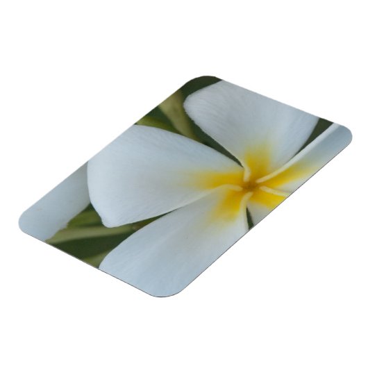 フィジー産の白い熱帯花 マグネット (左側)