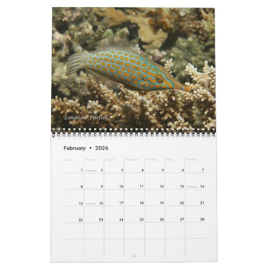 フィジー礁魚類カレンダー1 カレンダー (2月 2026)