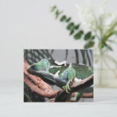 フィジー諸島イグアナ シーズンポストカード (スタンド正面)