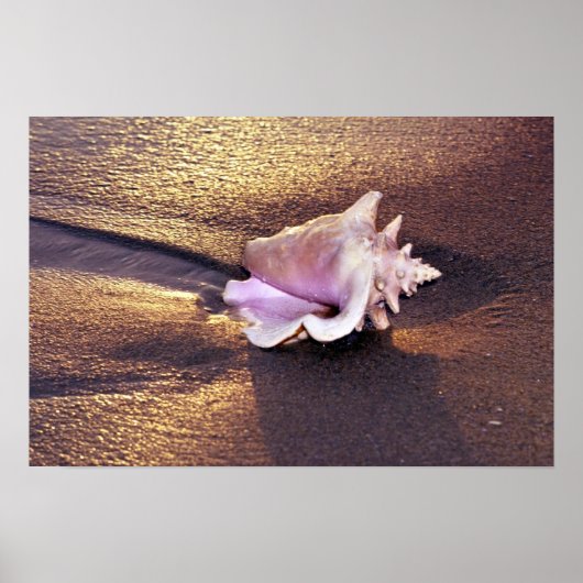 フィジー諸島、まだこんな貝殻が残っている ポスター (正面)
