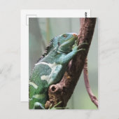 フィジー諸島 ポストカード (正面/裏面)