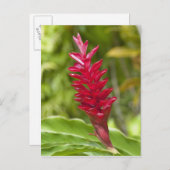 フィジー、ヴィティレヴ島。花。 ポストカード (正面/裏面)