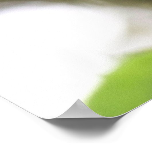 フィッシア ポスター (角)