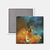 フィッシャー マグネット (正面/裏面)