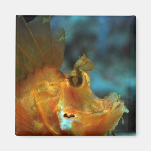 フィッシャー マグネット (正面)