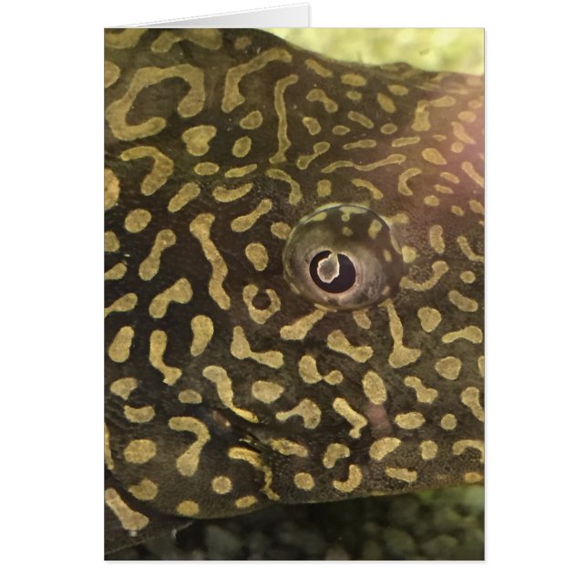 フィッシュアイカード (正面)