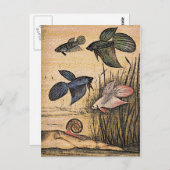 フィッシュアート ポストカード (正面/裏面)