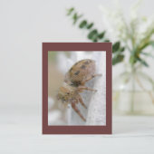 フィディップス・クラルス ジャンピングスパイダー ポストカード (スタンド正面)