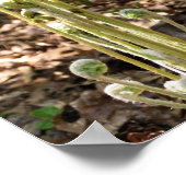 フィドルヘッドシダ春自然3 ポスター (角)