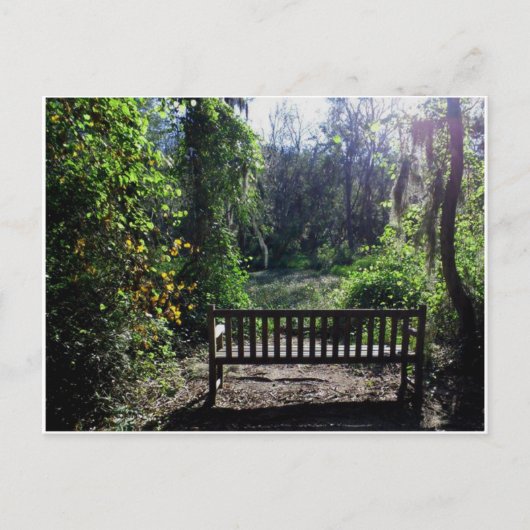 フィニジー・スワンプパーク（ジョージア州オーガスタ）での夕日 ポストカード (正面)