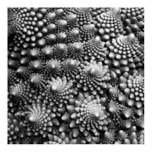 フィボナッチ野菜フラクタルロマネスコブロッコリー