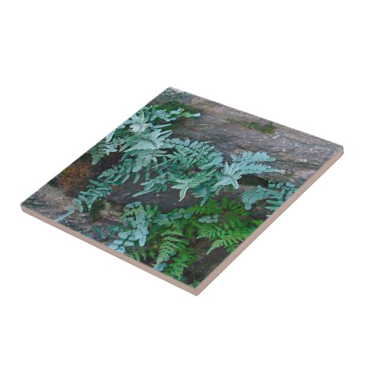 フィラデルフィアのシダ タイル (側面)