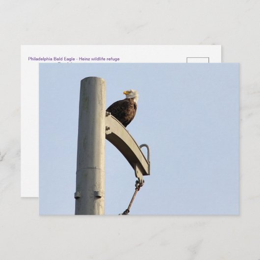 フィラデルフィアのハゲワシ ポストカード (正面/裏面)