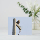 フィラデルフィアはげ鷲 ポストカード (スタンド正面)