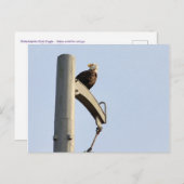 フィラデルフィアはげ鷲 ポストカード (正面/裏面)