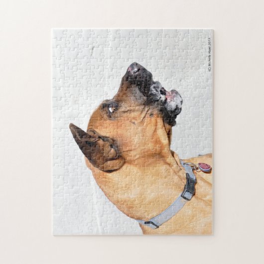 フィラブラシリエロマスティフジグソーパズル ジグソーパズル (縦)