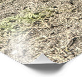 フィリップ・スバーグの道端のロスターSt Maarten フォトプリント (角)