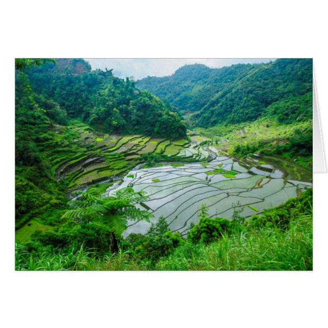 フィリピンの棚田の風景 (正面横)