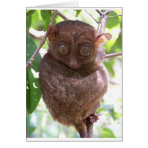 フィリピンのTarsier