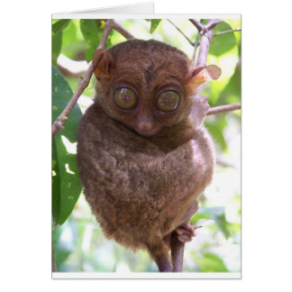 フィリピンのTarsier