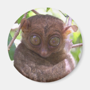 フィリピンのTarsier マグネット