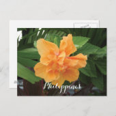 フィリピンイエローハイビスカスグミエラ ポストカード (正面/裏面)