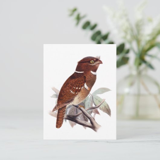 フィリピンフログマス ポストカード (スタンド正面)