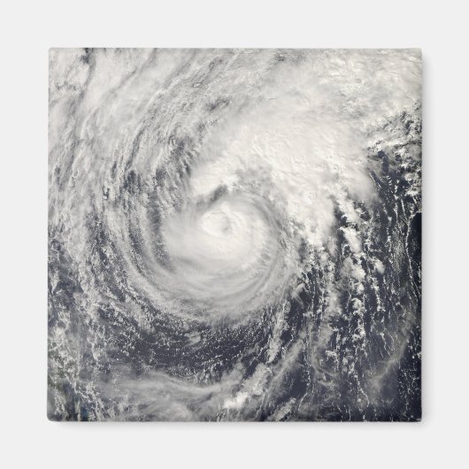 フィリピン海のイルカ マグネット (正面)