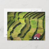 フィリピン、バタッド、米の高眼差し ポストカード (正面/裏面)