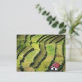 フィリピン、バタッド、米の高眼差し ポストカード (スタンド正面)