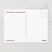 フィリーホワイトテール葉書 ポストカード (裏面)