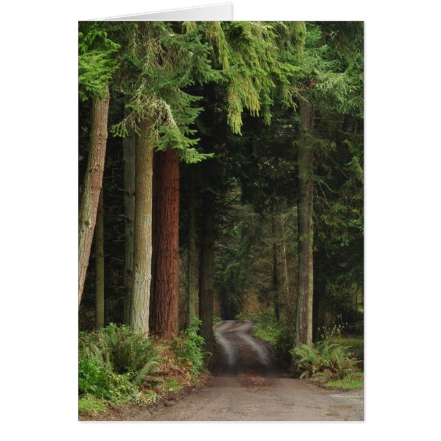 フィルスの並ぶ道 (正面)