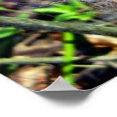 フィルミー・ドームスパイダーポスターくもの巣 ポスター (角)