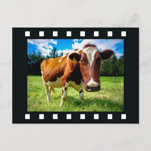 「フィルムストリップ」はがきの写真 ポストカード (正面)